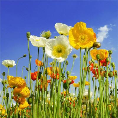 探寻生物医药的“蜀乡密码”