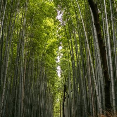 电影《狼人》发布预告及海报 所爱之人变怪物上演致命危机